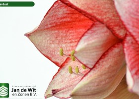 hippeastrum Stardust (3)